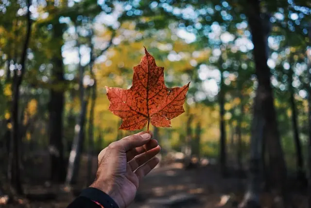 Media Example - Scenic Canada